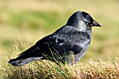 JACKDAW IN MEADOW