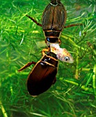 GREAT DIVING BEETLE,  DYSTICUS MARGINALIS,  PAIR EATING GOLDEN ORFE