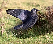 JACKDAW WINGS OPEN