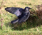 JACKDAW WINGS OPEN