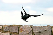 JACKDAW LANDING