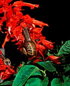 GARDEN SNAIL, HELIX ASPERSA,  ON SALVIA AT NIGHT