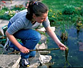 BLANKETWEED,  SPIROGYRA SPP,  STICK USED TO REMOVE IT FROM POND