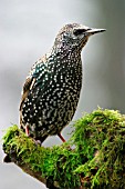 STARLING ON STUMP