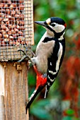 GREAT SPOTTED WOODPECKER ON NUT FEEDER