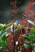 BLUE TIT ON PLANT