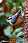 NUTHATCH ON NUT FEEDER