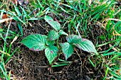 BRAMBLE SEEDLING IN LAWN