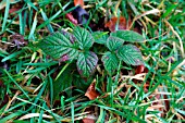 BRAMBLE SEEDLING IN LAWN