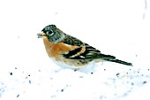 BRAMBLING (MALE) EATING SEEDS IN SNOW