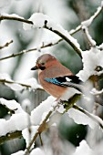 JAY ON BRANCH IN SNOW