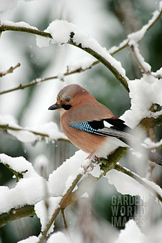 JAY_ON_BRANCH_IN_SNOW