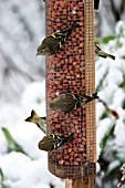 SISKINS FEEDING ON NUT FEEDER