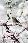 SISKIN (FEMALE) ON SNOW COVERED BRANCH