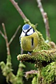 BLUE TIT ON BRANCH