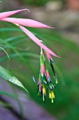 BILLBERGIA NUTANS (ANGELS TEARS)