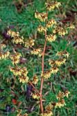 HAMAMELIS MOLLIS (CHINESE WITCH HAZEL)