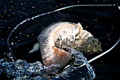 NETTING KOI