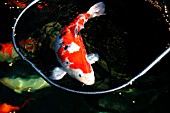 NETTING KOI