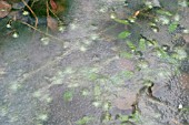 WATERPLANTS IN FROZEN POOL