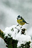 BLUE TIT ON SNOW COVERED STUMP