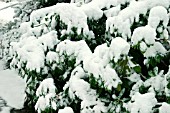 SNOW WEIGHS DOWN FOLIAGE