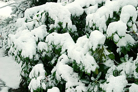 SNOW_WEIGHS_DOWN_FOLIAGE