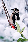 GREAT SPOTTED WOODPECKER ON SNOW COVERED BRANCH
