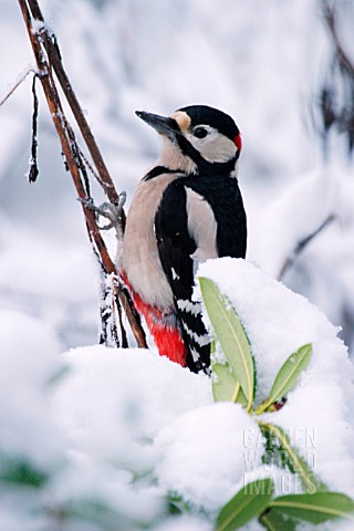 GREAT_SPOTTED_WOODPECKER_ON_SNOW_COVERED_BRANCH