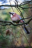 JAY ON BRANCH