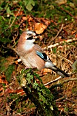 JAY EATING PEANUTS