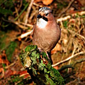 JAY ON STUMP