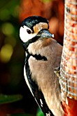 GREAT SPOTTED WOODPECKER ON FEEDER