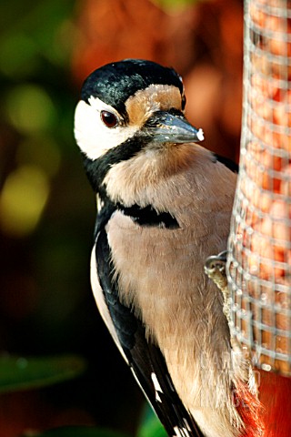 GREAT_SPOTTED_WOODPECKER_ON_FEEDER