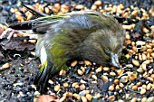 DEAD GREENFINCH