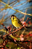 SISKIN (MALE) ON BRANCH