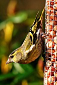 SISKIN (MALE) ON  NUT FEEDER