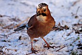 JAY IN SNOW