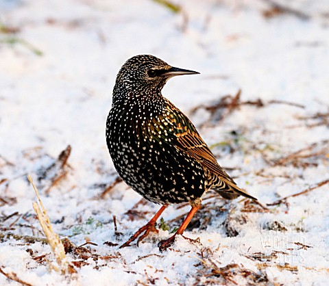 STARLING_IN_SNOW