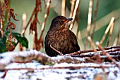 BLACKBIRD (FEMALE) IN SNOW