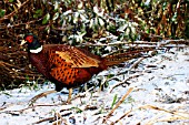 COCK PHEASANT IN SNOW