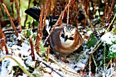 JAY IN SNOW