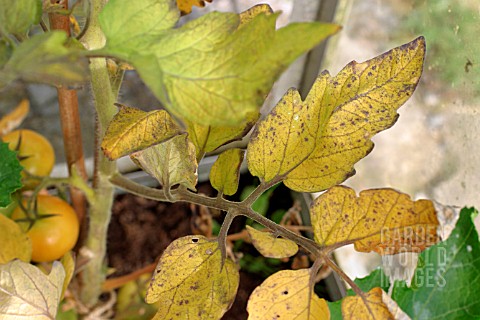 COPPER_DEFICIENCY_IN_TOMATO_LEAVES
