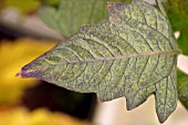COPPER DEFICIENCY IN TOMATO LEAF