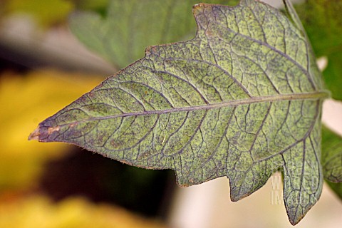 COPPER_DEFICIENCY_IN_TOMATO_LEAF