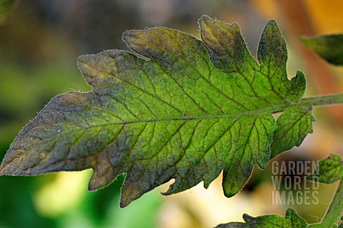 COPPER_DEFICIENCY_IN_TOMATO_LEAF