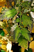 COPPER DEFICIENCY IN TOMATO LEAF