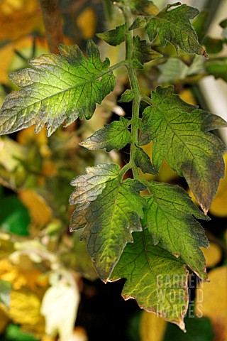 COPPER_DEFICIENCY_IN_TOMATO_LEAF