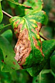 LILAC LEAF SPOT