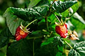 BIRD DAMAGE TO RASPBERRIES